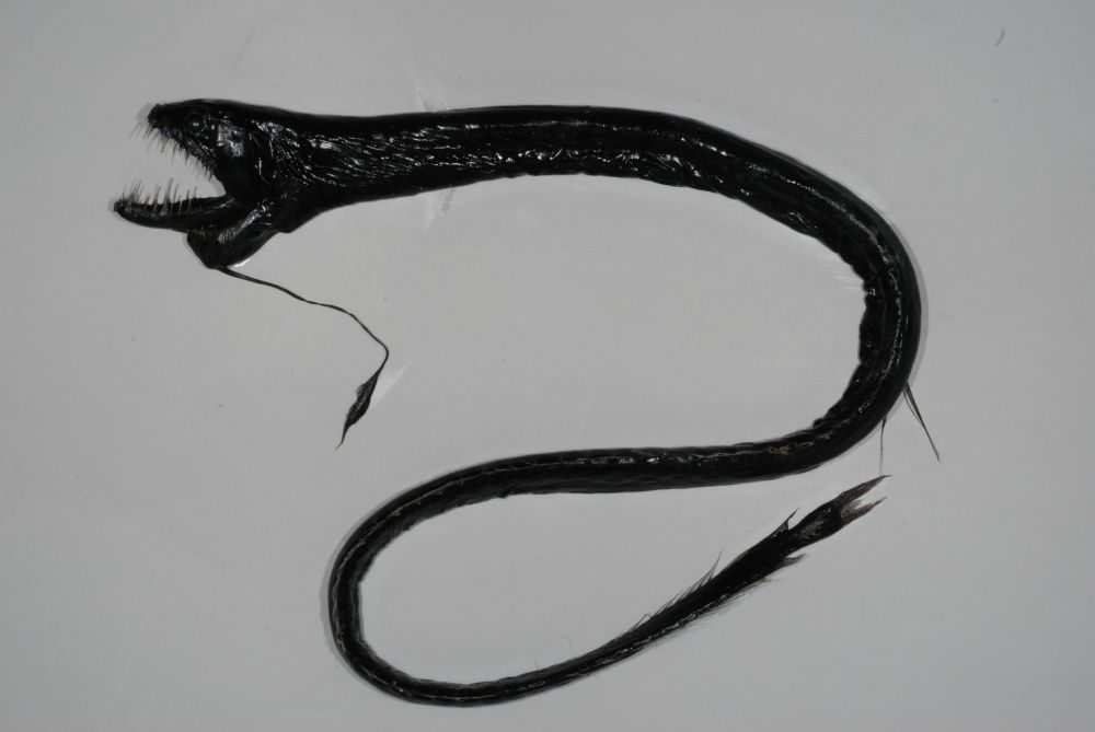black-dragon-fish-female