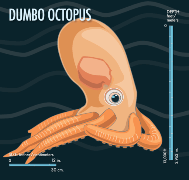 dumbo-octopus